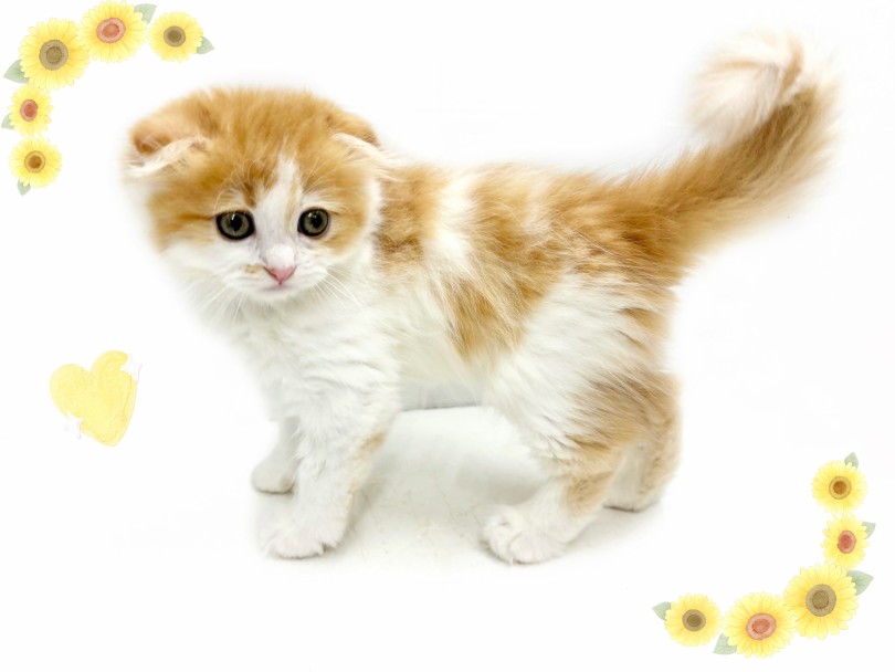ボーダー柄がかわいいふんわりした被毛 | スコティッシュフォールド （04-139） - さいたま 武蔵浦和店