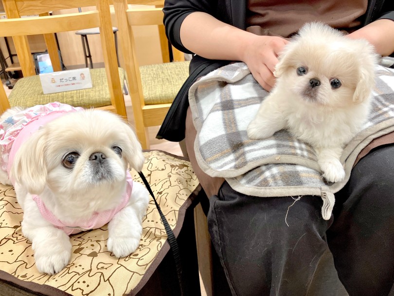 ペキちゃん本当に可愛いでしょう？ | ペキニーズ （21-110） - ワカバパーク鶴ヶ島店