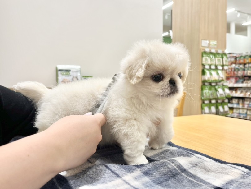  | ペキニーズ （21-110） - ワカバパーク鶴ヶ島店