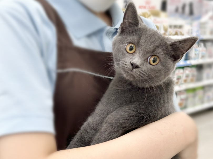 お外の環境にも慣れさせていくトレーニングも始めました! | ブリティッシュショートヘア (05-112) - 本羽田店