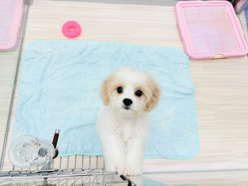>トレーニングをしながら順調な成長をしています | MIX犬 キャバション （05-116） - 本羽田店