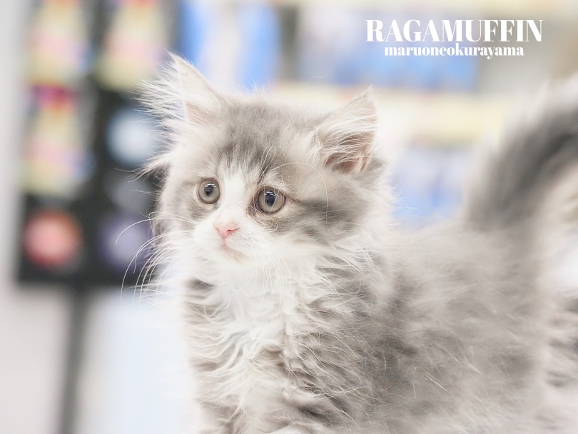 猫のテディベア | ラガマフィン (06-198) - 横浜 大倉山店