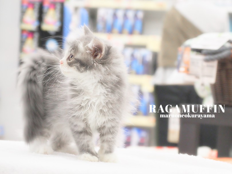 猫ちゃんライフが初めての方にも育てやすい | ラガマフィン (06-198) - 横浜 大倉山店