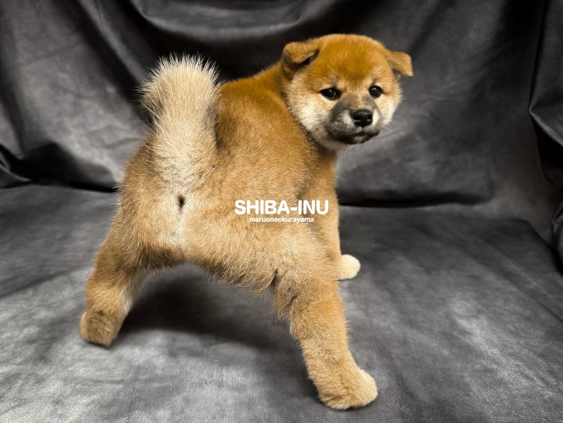 警戒心はほぼゼロ♡ | 柴犬 （06-201） - 横浜 大倉山店