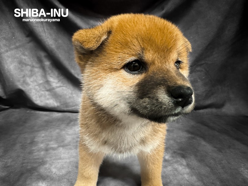 ボリューミーなお耳がチャームポイント♡ | 柴犬 （06-201） - 横浜 大倉山店