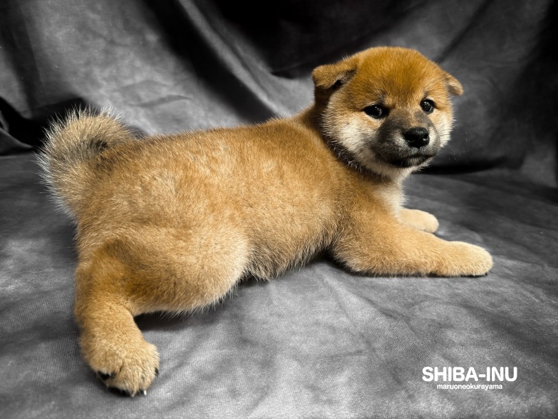 どこから見ても可愛さ満点の赤柴子ちゃん♡ | 柴犬 （06-201） - 横浜 大倉山店
