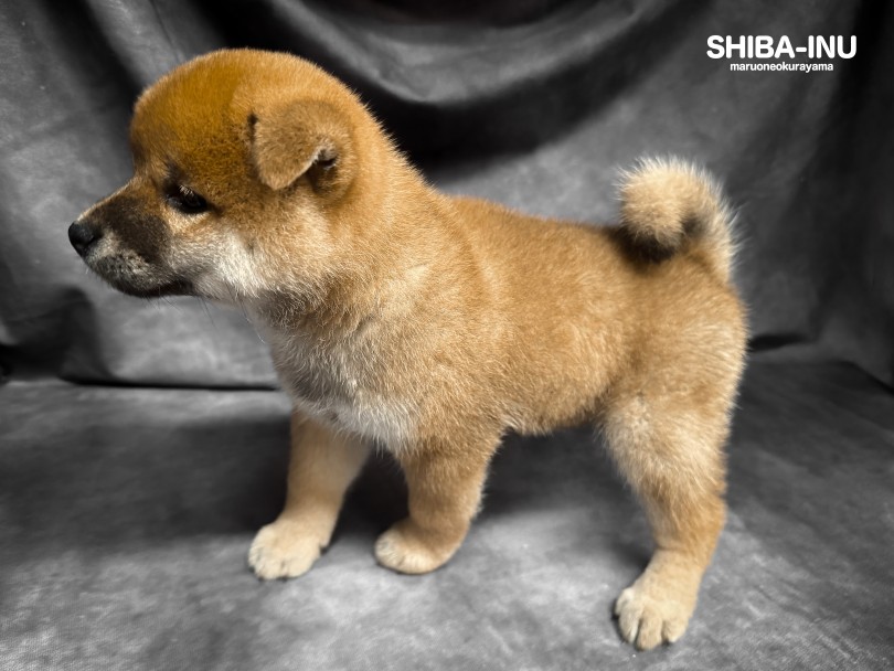 食欲旺盛！温厚でおだやかな女の子！ | 柴犬 （06-201） - 横浜 大倉山店
