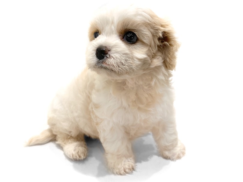 ムチムチのぬいぐるみ体型 | MIX犬 キャバション (21-127) - 鶴ヶ島店