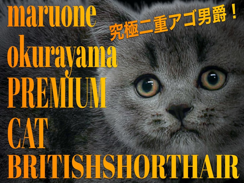 【 ブリテッシュショートヘア 】二重あご・丸顔・ウイスカーパッドのブルーキャット！