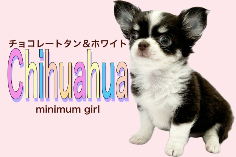 【 チワワ 】濃すぎて伝わらない！ビターブラックなチョコタン&ホワイトの女の子