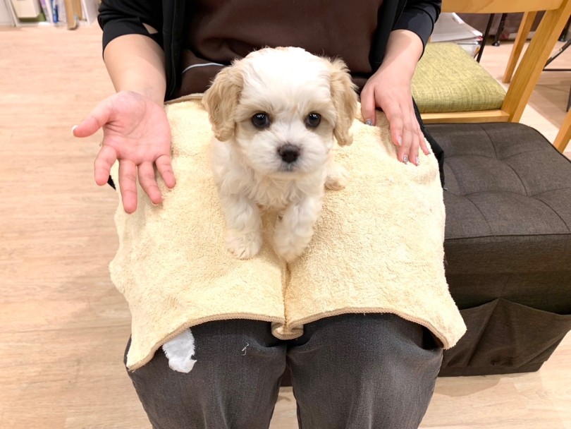 非常に育てやすいMIXです | MIX犬 キャバション (21-127) - 鶴ヶ島店