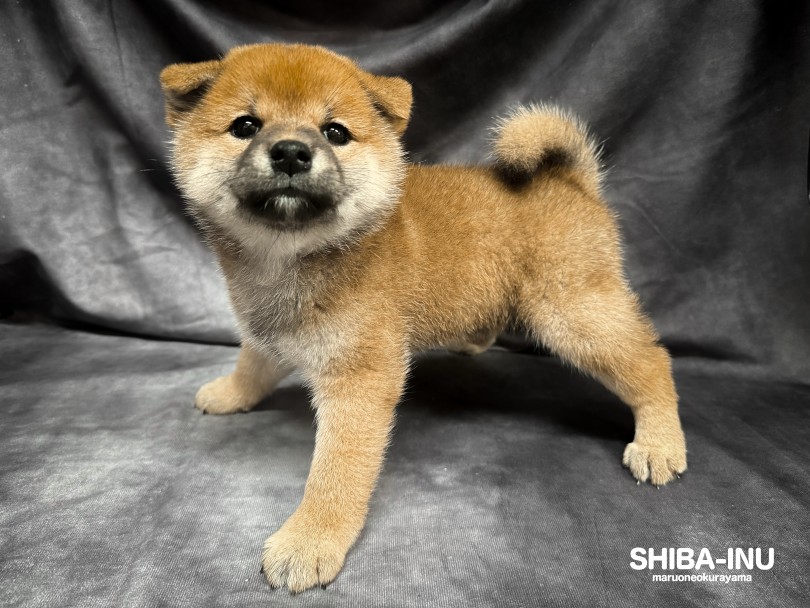 堂々と凛とした立ち姿 | 柴犬 （06-201） - 横浜 大倉山店