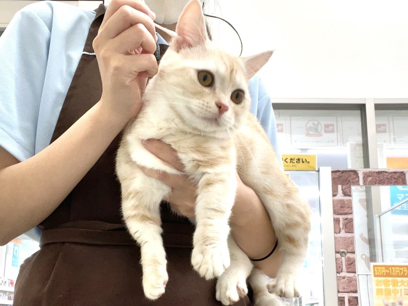 小さい頃からの習慣馴れでお手入れが得意に育ちました | マンチカン (05-100) - 本羽田店
