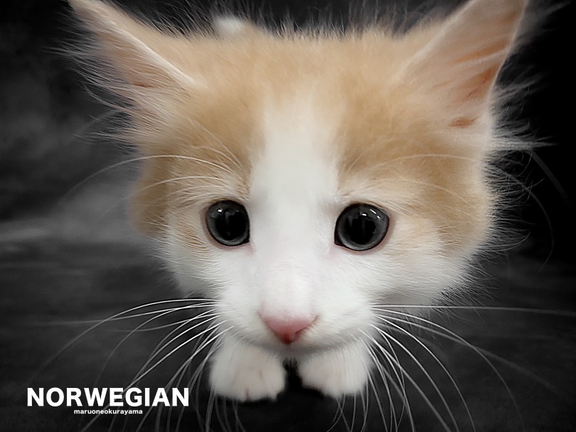 ノルウェージャンフォレストキャットは多頭飼いが多い印象♪ | ノルウェージャンフォレストキャット （06-205） - 横浜 大倉山店