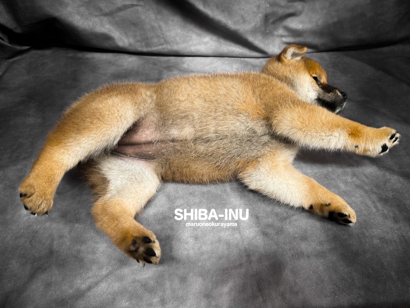 モチッとコロッとふくよかボディ！ | 柴犬 （06-201） - 横浜 大倉山店