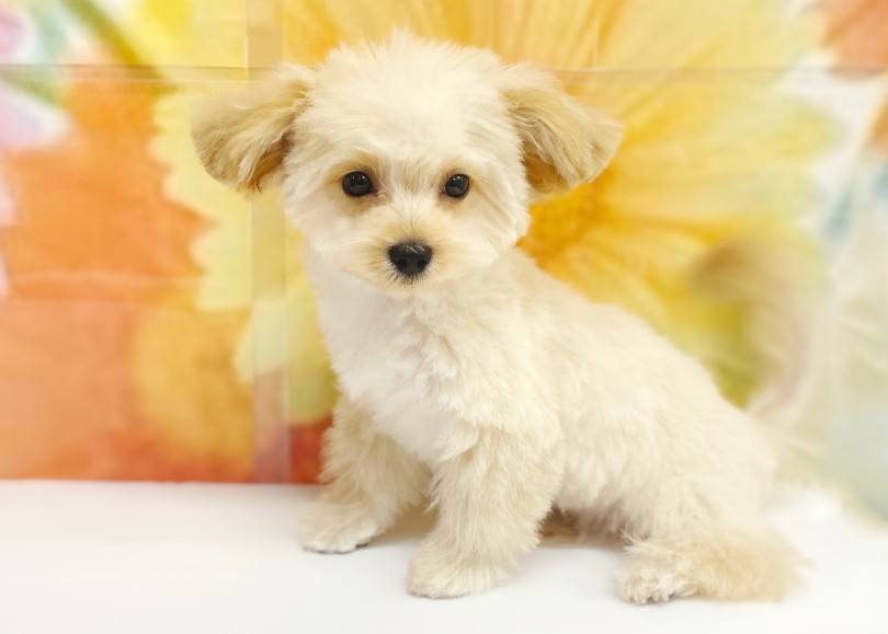 まじ可愛い・・・♡ | MIX犬 チワプー (06-194) - 横浜 大倉山店