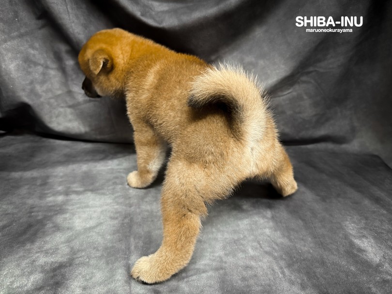 柴犬との生活極意とは？ | 柴犬 （06-201） - 横浜 大倉山店