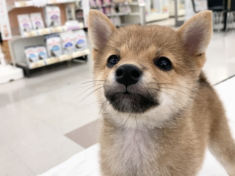 クマちゃんフェイスは健在！ | 豆柴 （05-122） - 本羽田店