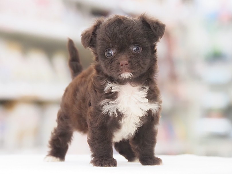 口元の白い被毛はこの子だけのチャームポイント | MIX犬 チワプー （05-126） - 本羽田店
