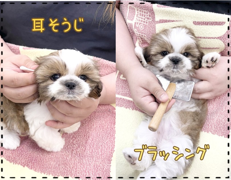 ヘソ天でのーんびりゴロゴロするのが大好き | シーズー (14-141) - 城山店