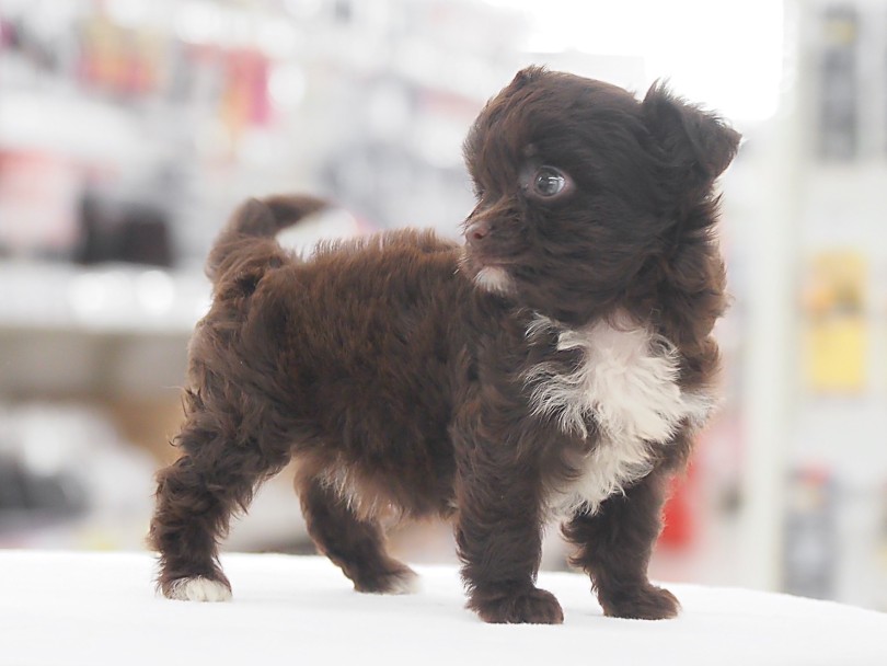 是非チワプーちゃんと触れ合ってみてください | MIX犬 チワプー （05-126） - 本羽田店