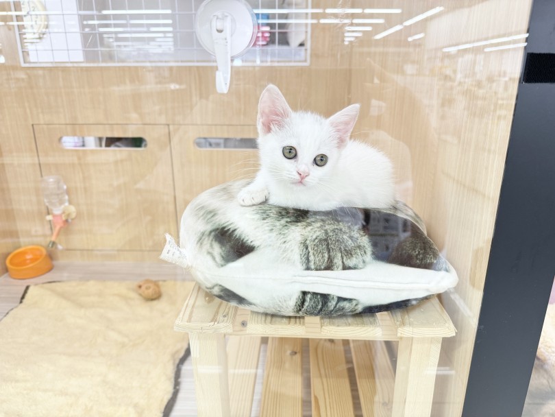 高いところがだいすきな理由(わけ）とは！ | マンチカン （06-208） - 横浜 大倉山店