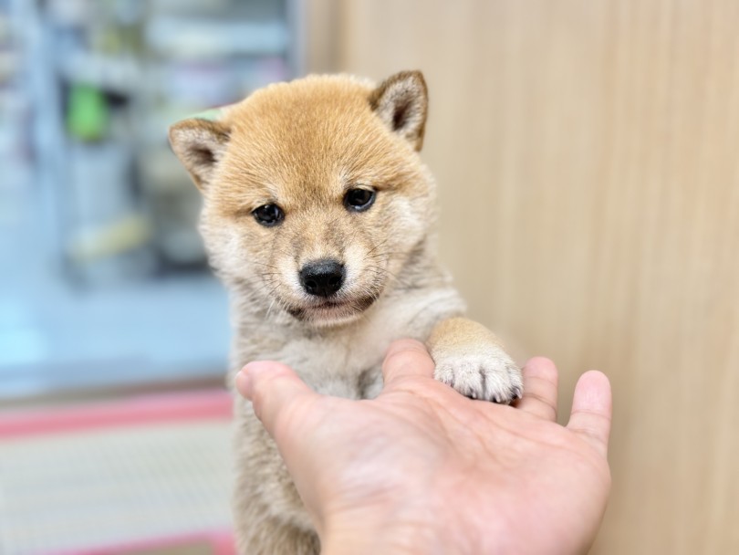 見た目も性格もすべてが可愛い！ | 柴犬 （06-214） - 横浜 大倉山店