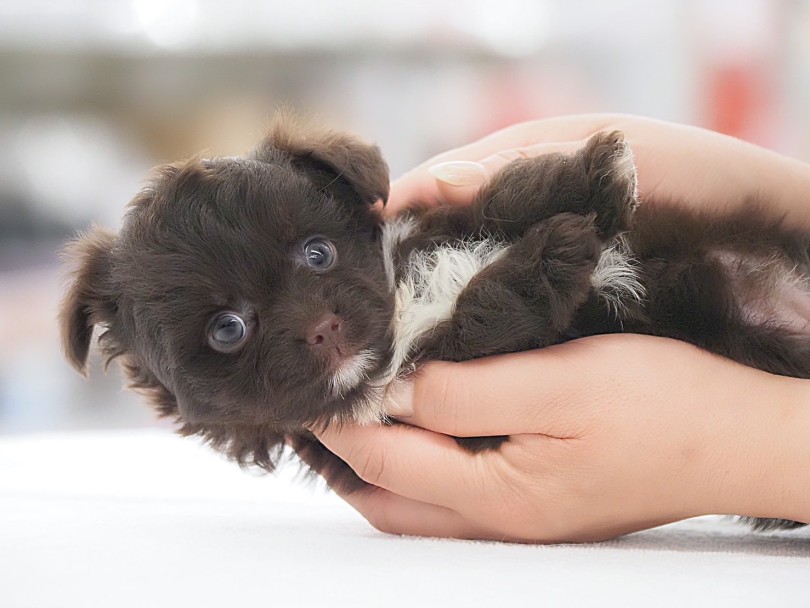 毎日のお手入れは毎日の健康チェックに繋がる大切な事！ | MIX犬 チワプー （05-126） - 本羽田店