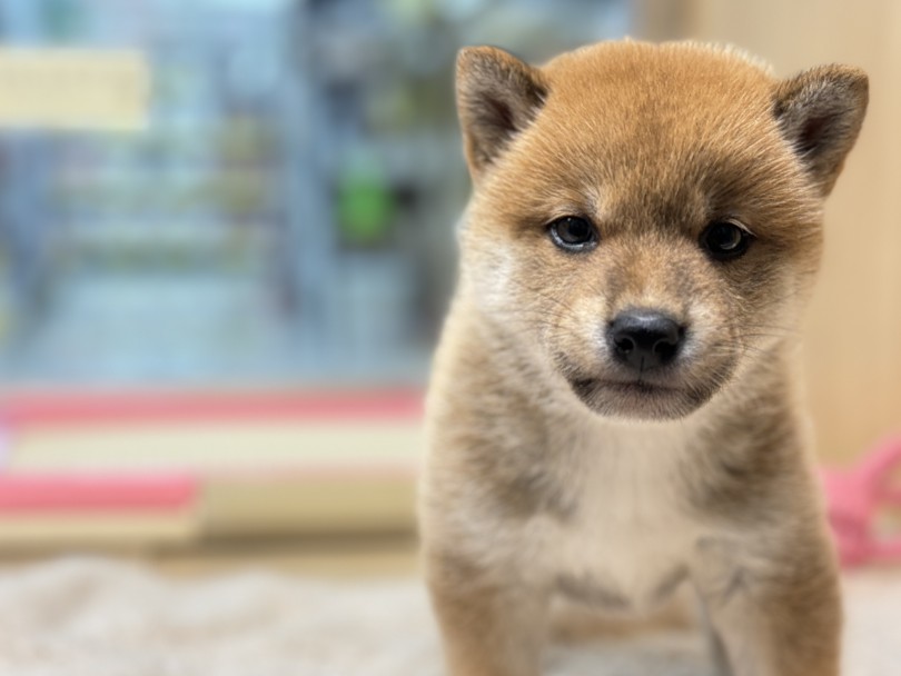 お店に会いに来てね！ | 柴犬 （06-214） - 横浜 大倉山店