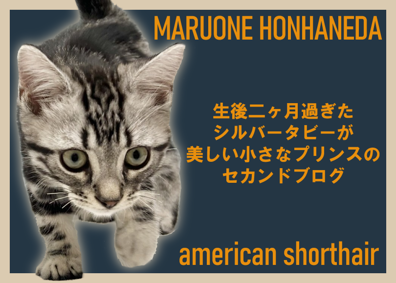 【 アメリカンショートヘア 】シルバータビーが美しい小さなプリンスのセカンドブログ！