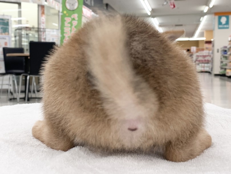 秘蔵のかわいいぷりケツショット！笑 | 豆柴 （05-122） - 本羽田店