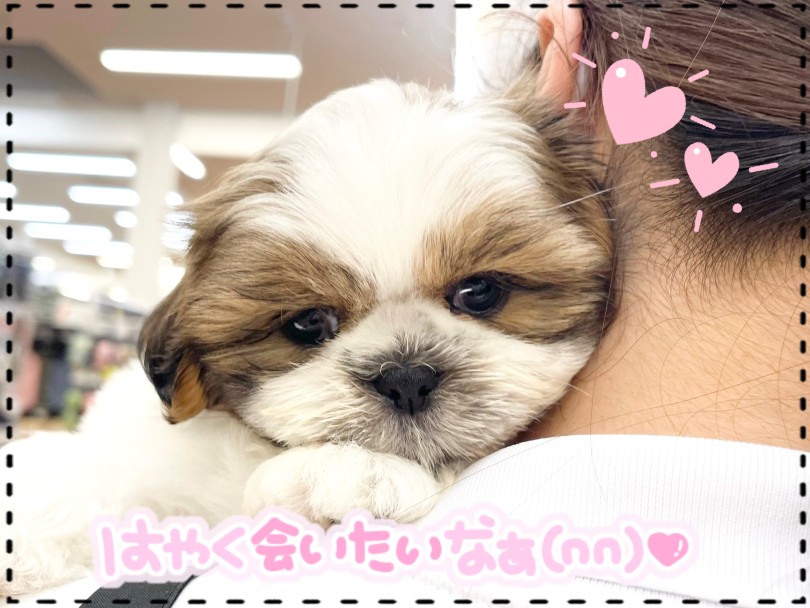 愛嬌たっぷりのシーズーちゃんに一度会いに来てみませんか? | シーズー (14-141) - 城山店
