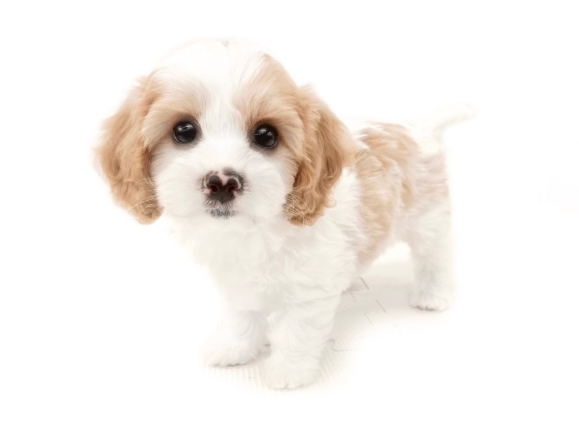 美しい整ったお顔 | MIX犬 キャバション （12-217） - 下丸子店