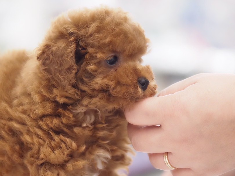 メリハリがある子犬らしいパワフルわんこ！ | トイ・プードル （05-132） - 本羽田店