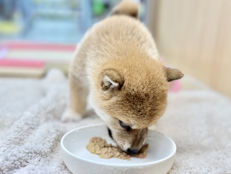 初日から、ご飯は残さず完食 | 柴犬 （06-214） - 横浜 大倉山店