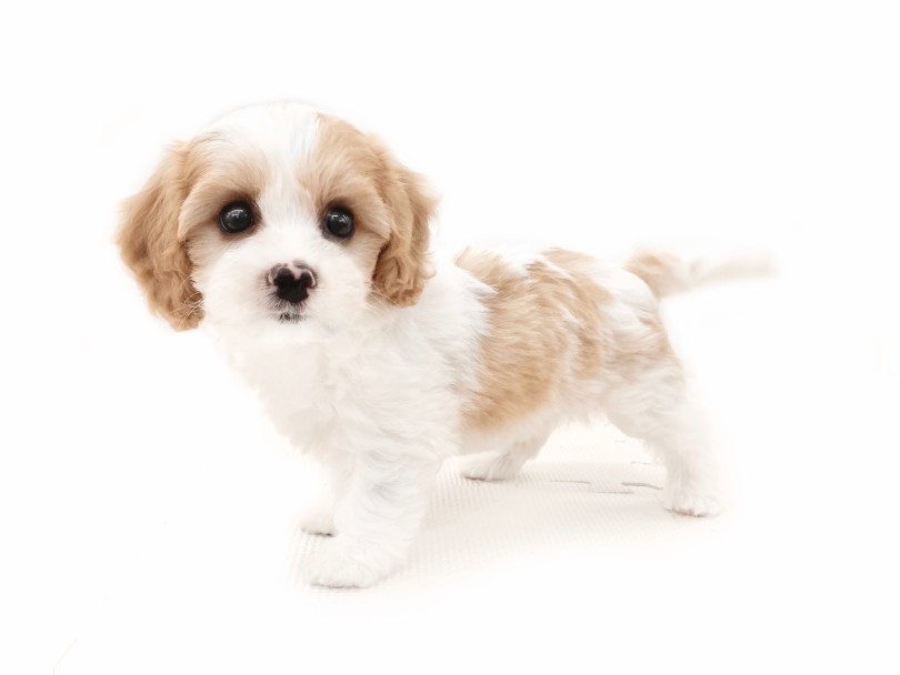 丸みを帯びたフォルムはビション譲り | MIX犬 キャバション （12-217） - 下丸子店
