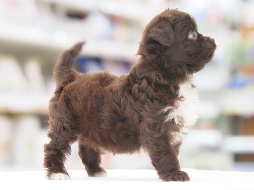 被毛の豊かさには惚れ惚れしてしまいます | MIX犬 チワプー （05-126） - 本羽田店