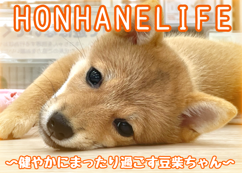 【 赤豆柴成長ログ 】健やかにまったり過ごす豆柴ちゃんの成長日記！