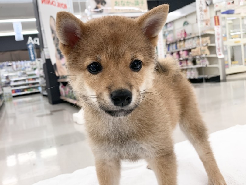 柴犬らしい明るくフレンドリーな性格の持ち主！ | 豆柴 （05-122） - 本羽田店