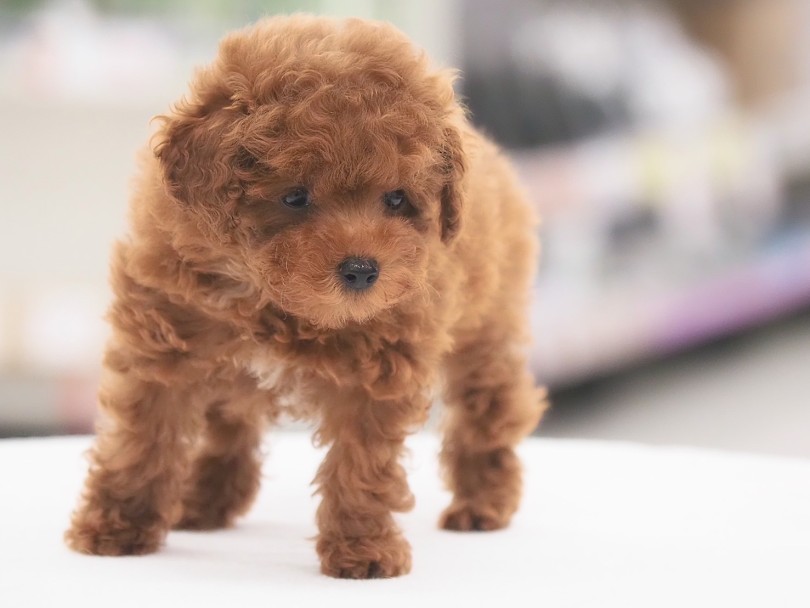 様々なカットスタイルが楽しめる犬種 | トイ・プードル （05-132） - 本羽田店