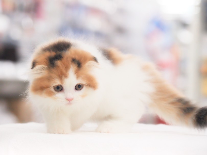 三毛猫ちゃん！四肢は短め！ | スコティッシュフォールド （05-133） - 本羽田店