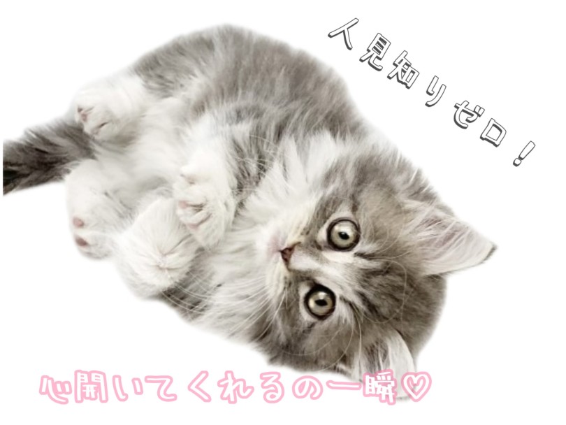 入店初日から人見知りゼロ！警戒心ゼロ！ | ノルウェージャンフォレストキャット （19-219） - 東川口店