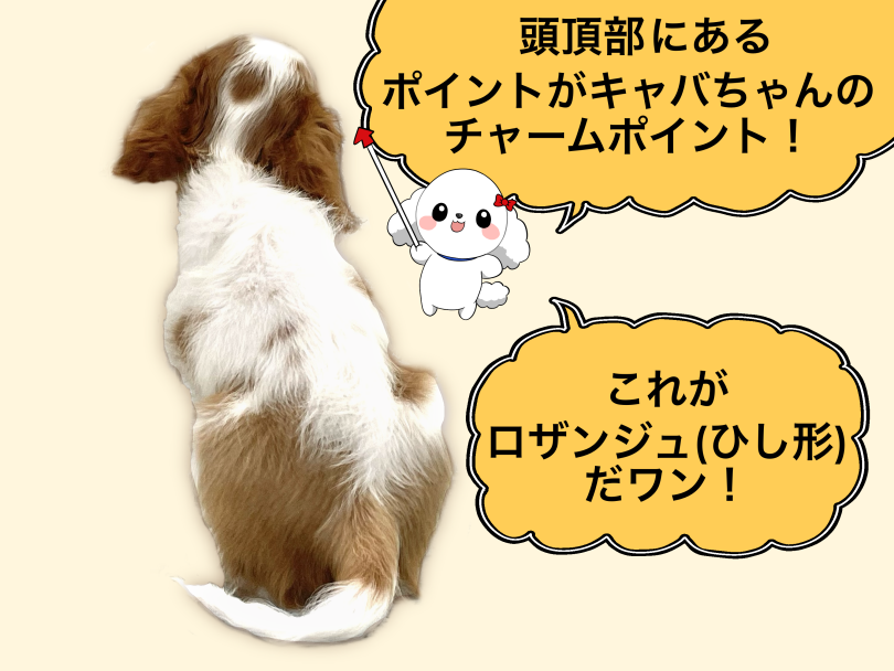 ロザンジュはこちら! | キャバリア・キングチャールズ・スパニエル (05-129) - 本羽田店