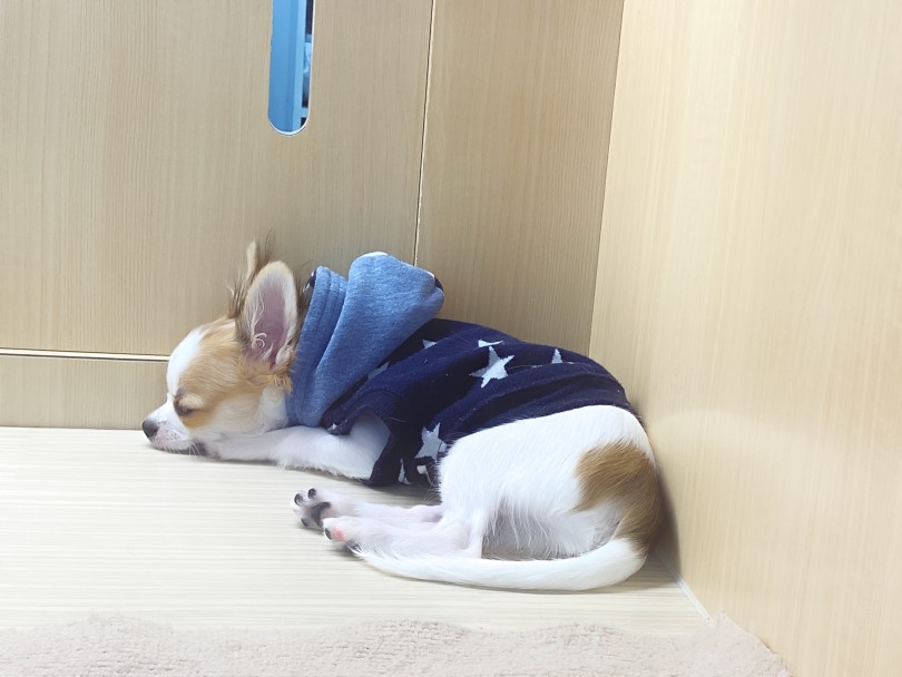 お部屋に戻ってホっと一息♪ | チワワ （06-206） - 横浜 大倉山店