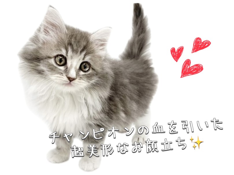 誰もが納得の超美形なお顔立ち | ノルウェージャンフォレストキャット （19-219） - 東川口店