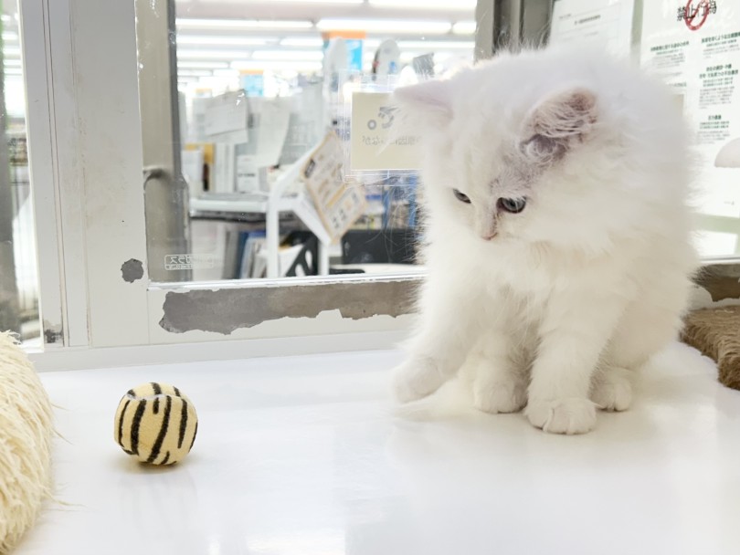 転がして遊び始めてくれました！ | サイベリアン （05-131） - 本羽田店