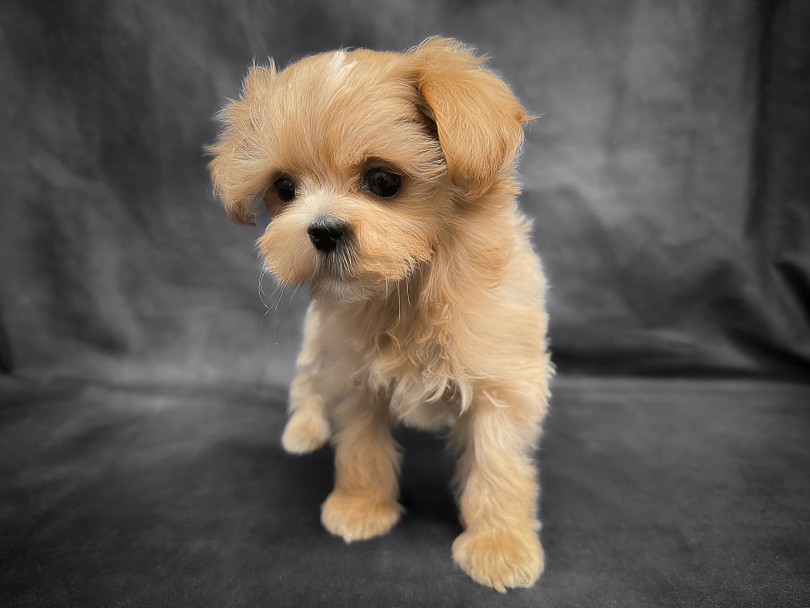 成長していく様子をサポートの中で一緒に見守らせてください！ | MIX犬 マルプー （06-220） - 横浜 大倉山店