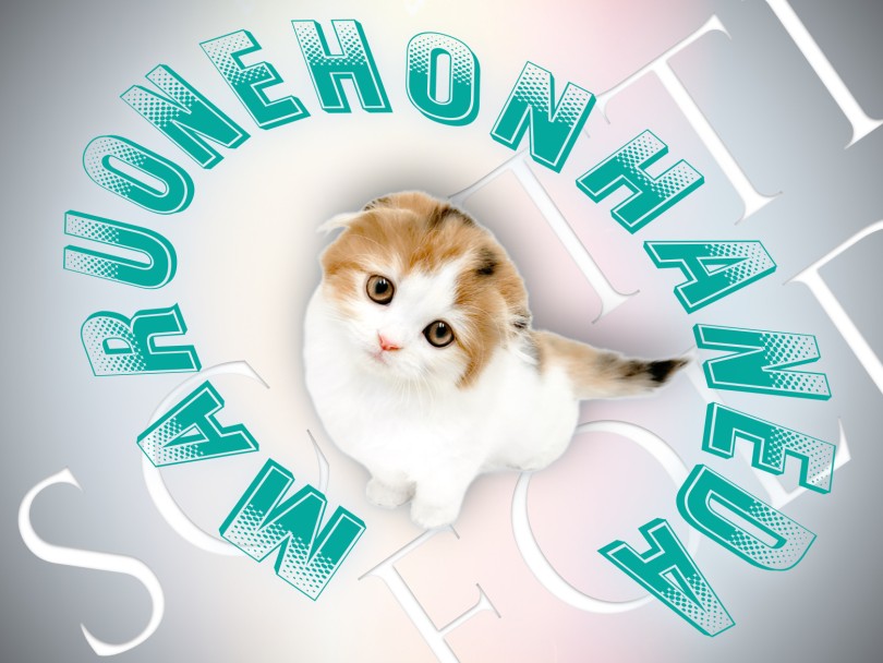 【 スコティッシュフォールド 】超プレミアム！パーフェクトすぎる三毛猫プリンセス！