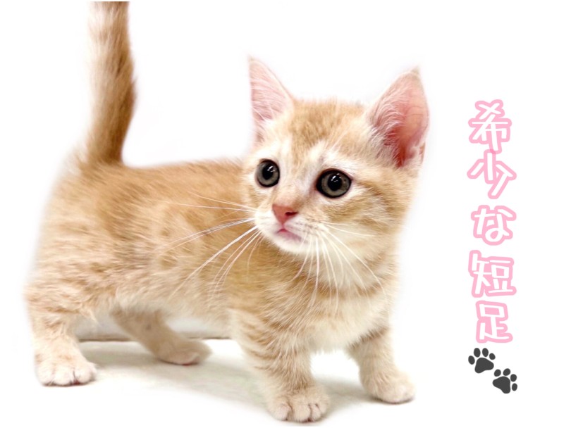 この足の短さ、希少です! | マンチカン (04-174) - さいたま 武蔵浦和店