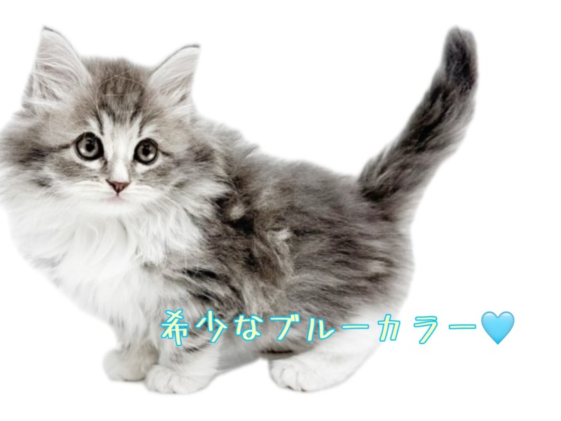 希少なブルー系カラー | ノルウェージャンフォレストキャット （19-219） - 東川口店